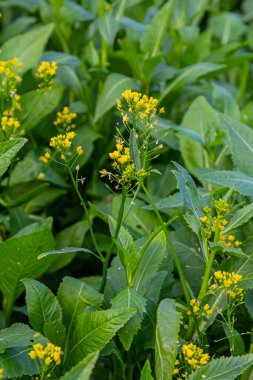 Su yabanturpu Rorippa vahşi doğada yetişir..