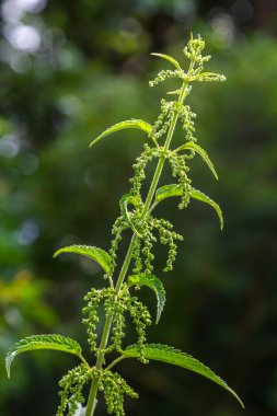 Urtica dioica or stinging nettle, in the garden. Stinging nettle, a medicinal plant that is used as a bleeding, diuretic, antipyretic, wound healing, antirheumatic agent.