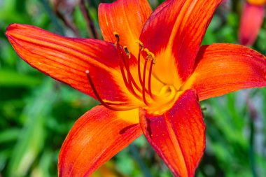 Kahverengi-sarı Hemerocallis fulva, parlak bir yaz gününde güneşin altında güzel bir çiçek açan uzun ömürlü bitkidir..