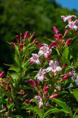 Weigela Bristol Ruby red flowers - Latin name - Weigela florida Bristol Ruby. clipart