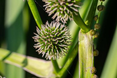 Kirpi dallı Sparganium erektumu - doğal bir bahçenin bahçe havuzunda çiçek açan bitki.