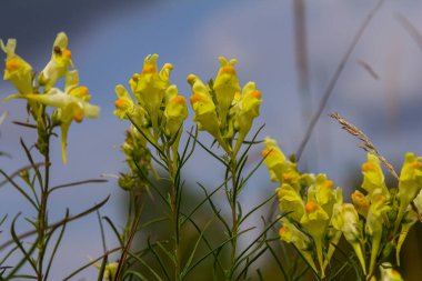 Flaxseed or wild snapdragon Linaria vulgaris is a medicinal herb. Wildflowers inflorescence. clipart