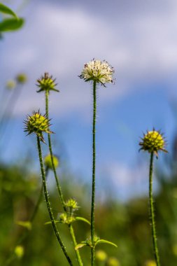 Dipsacus pilosus, Small Teasel. Wild plant shot in summer.