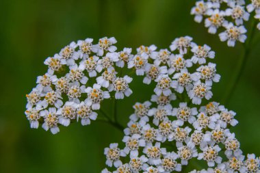 Uçan taşikardili Achillea Millefolium.