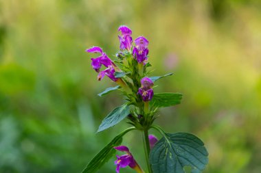Hemp ısırganı, Galeopsis tetrahit. Bifid kenevir ısırganı bifida. Lamiaceae ailesinde pembe çiçekli bitki, en alt lobda çentik var..