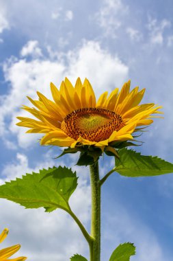 Mavi gökyüzü arkaplanlı ayçiçeği.