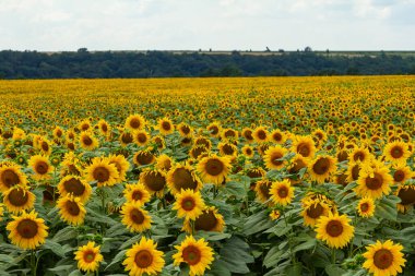 Ayçiçeği alanında mavi gökyüzü.