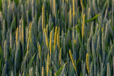 Altın buğday sıraları batan güneşin sıcaklığı altında gökyüzüne doğru uzanır ve tarımsal bolluğu ön plana çıkaran sakin bir manzara yaratır..