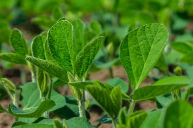 Sağlıklı yeşil soya bitkileri verimli topraklarda gelişir, bahar aylarında kırsal kesimde güneşin altında canlı yapraklar sergilerler..