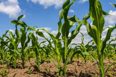 Kara toprakta yetişen bir mısır filizinin endüstriyel tarlası. Gün batımında mısır güzel sıralarda yetişir. Tarım arazisi.
