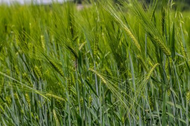 Bereketli yeşil buğday sapları, doğayla çevrili, parlak güneş ışığı altında verimli bir tarlada büyür. Sağlıklı bitkiler rüzgarla hafifçe sallanırlar, bu da büyümeyi gösterir..