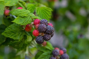 Çalının dallarında olgun kırmızı ahududular. Bahçede bir ahududu tarlası.