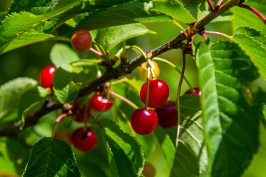 Yapraklı bir daldan sarkan parlak kırmızı kiraz kümeleri güneş ışığıyla aydınlatılarak yaz bahçesinde canlı bir görüntü oluşturur..