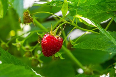 Çalının dallarında olgun kırmızı ahududular. Bahçede bir ahududu tarlası.