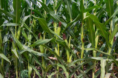Tarlada taze mısır bitkileri, yeşil yapraklar, gövde. Mavi gökyüzü arka planı. Güneş ışınları alanı aydınlatır.