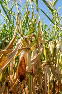 Hasat mevsiminde mısır tarlalarındaki mısır koçanları kavrulmuş mısır veya temel gıda olarak kullanılabilir..
