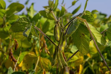 Sağlıklı soya bitkileri gelişmekte olan bir tarım alanında büyür, canlı yeşil yapraklar sergiler ve yaz sonlarında açık gökyüzü altında kozalar oluştururlar..