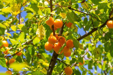 Sıcak güneş ışığında canlı yeşil yapraklardan sarkan sulu portakal meyveleri açık bir yaz günü bereketli bir hasat sergiliyor..