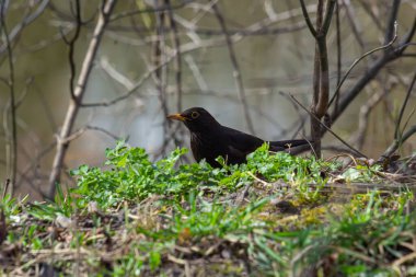 eurasian blackbird aka turdus merula is searching for food in forest. clipart