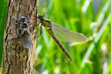 Larval dragonfly grey shell. Nymphal exuvia of Gomphus vulgatissimus. White filaments hanging out of exuvia are linings of tracheae. Exuviae, dried outer casing on blade of grass. clipart