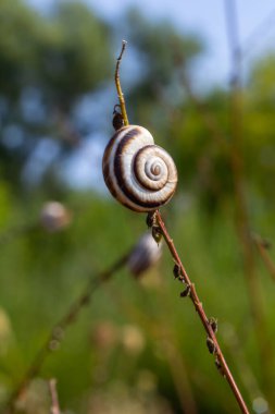 Heath salyangoz Helicella itala bant formu, orta büyüklükte, hava soluyan bir salyangoz türü, Geomitridae familyasından bir karasal pulmonat gastropod yumuşakçaları, kıllı salyangozlar ve onların müttefikleri..