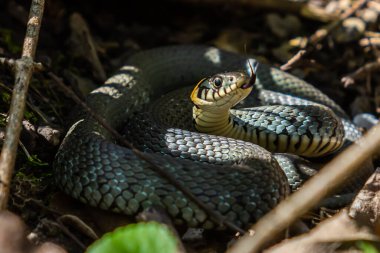 Çimen yılanı Natrix natrix, bazen halkalı yılan ya da su yılanı olarak da adlandırılır. İlkbaharda ormanda çiftleşme zamanı.