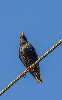 Common Starling Sturnus vulgaris in the foothills, Caucasus, Republic of Dagestan. clipart