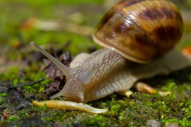 Helix pomatia, Roma salyangozu, Burgundy salyangozu, yenilebilir salyangoz, veya salyangoz - mükemmel makro detaylar.