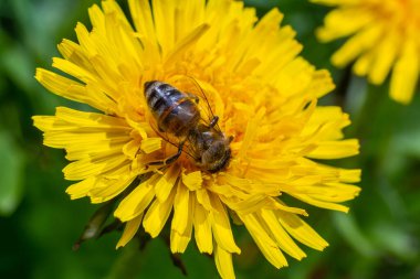 Karahindiba çiçeğinin üzerindeki arı, yakın plan. Açıklıkta sarı karahindiba çiçekleri, böcekler tarafından tozlaştırılmış çiçekler. Parlak çiçekli, seçici odak noktası olan doğal bahar arkaplanı. Karahindiba yaklaş.