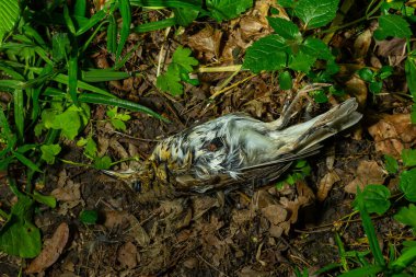 Cansız bir kuş yerde, kısmen yapraklar ve yeşilliklerle kaplıdır, yaşamın doğal döngüsünü ve ekosistemdeki kırılganlığını vurgular..