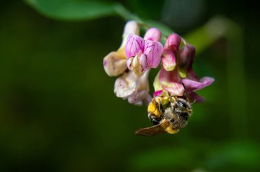 Devedikeni çiçeğinin üzerinde oturan yaban arısı, yakın plan. Ön manzara. Tür Bombus.