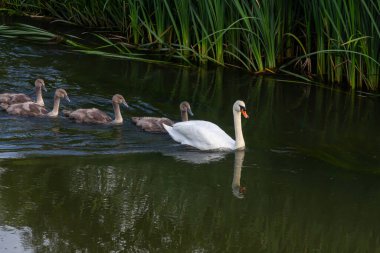 A mother swan leads her five cygnets across a tranquil pond, with vibrant green reeds framing the peaceful waterway in the afternoon light.