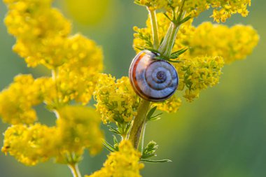 Heath salyangoz Helicella itala bant formu, orta büyüklükte, hava soluyan bir salyangoz türü, Geomitridae familyasından bir karasal pulmonat gastropod yumuşakçaları, kıllı salyangozlar ve onların müttefikleri..