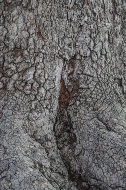 Bir ağaç gövdesinin güçlü dokusu, Arnavutluk 'un gündüz ormanlarında bulunan doğal güzellikleri vurgulayarak benzersiz desenler ve gölgeler yakalıyor..