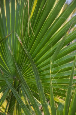 Bereketli palmiye yaprakları, Arnavutluk 'un sakin bir açık alanındaki güneş ışığıyla aydınlatılan ve doğanın güzelliğini vurgulayan zengin bir yeşil duvar halısı sergiliyor..