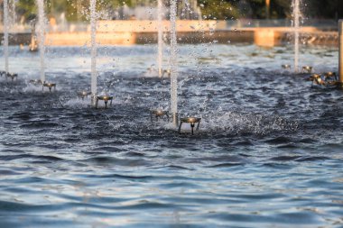 Yüzeyden fışkıran su püskürtüleri Bükreş 'teki bir parkta canlı bir çeşme görüntüsü yaratırken, su yüzeyinde güneş ışığı parıldıyor..