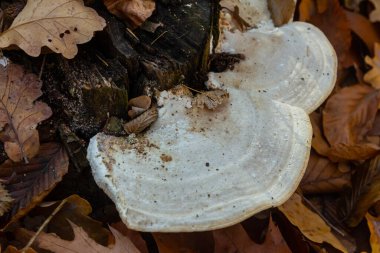 Kıllı parantez mantarları, Lycogala epidendrum olarak bilinir, dökülen yapraklarla çevrili çürüyen ahşaplarla beslenir, sonbaharın başlarında doğanın çürüme döngüsünü gösterir..