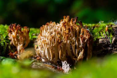 Ramaria cinsi yaklaşık 200 tür mercan mantarından oluşur. Ramaria flava gibi çok sayıda yenilebilir tür, ancak kolay bir şekilde birkaç hafif zehirli türle karıştırılabilir..