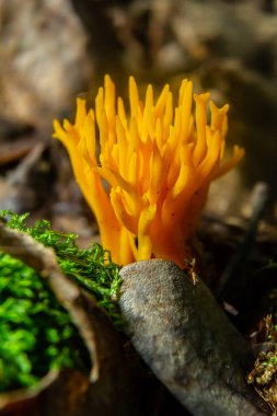 Parlak sarı Calocera viscosa, düşen yapraklar ve yosunların arasında dikilir, çarpıcı mercan benzeri görünümünü gün ışığında ormandaki bir ortamda gösterir..