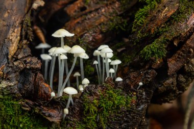 Parmelia sulcata ve Hemimycena delectabilis mantar kümeleri, ılıman bir orman ortamında, zengin yeşil yosunlarla çevrili çürüyen bir kütükte gelişir..