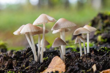 Bir grup Mycena galericulata mantarı çürüyen bir kütükten çıkar, narin başlıklarını ve ince gövdelerini zengin yeşil yosun ve yapraklardan oluşan bir zemin üzerinde sergilerler..