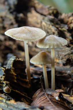 Hassas Psathyrella ve Mycena galericulata mantarları çürüyen ahşaptan filizlenir, soluk başlıklarını ve ince gövdelerini gölgeli bir orman bölgesinde sergilerler..