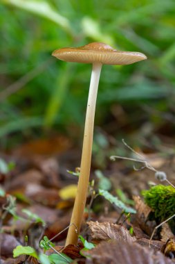 Oudemansiella radikalata mantarı canlı yeşillikler ve düşen yapraklarla çevrili zengin bir orman ortamında, benzersiz başlık şeklini ve gövdesini sergileyerek dimdik ayakta duruyor..