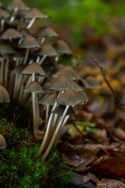 Sonbahar boyunca sık yeşil bir ormanda Amanita falloides ve Coprinellus mantar kümesi yayılır.