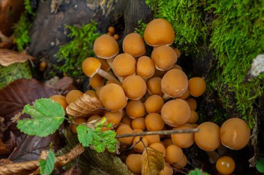 Psathyrella mantarlarından oluşan canlı bir grup, bir sonbahar öğleden sonrası yapraklar ve yeşil yosunlarla çevrili, zengin, nemli orman zemininden çıkar..
