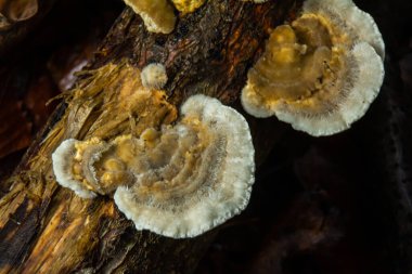 Yakın çekim Trametes ergenler veya Trametes hirsute, bir tür mantar..