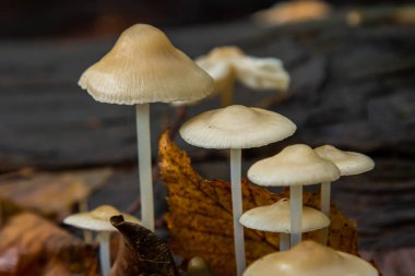 Psathyrella ve Mycena galericulata mantar kümeleri dökülen yapraklarla çevrili çürüyen ahşap üzerinde büyürler ve sonbaharda doğanın karmaşık detaylarını gözler önüne sererler..