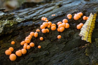 Turuncu Lycogala epidendrum sporları kümeleri, ormanda düşen yapraklarla çevrili, çürüyen odunlarda ortaya çıkar. Sabahın ilk ışıklarıyla canlı renkleri artar..