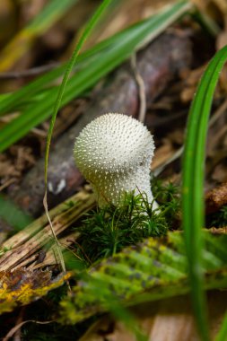 Lycoperdon perlatum mantarının detaylı bir görüntüsü, bilinen adıyla tütsülenmiş mantar, orman zemininde duruyor. Dokuları, yuvarlak şekli, yeryüzünün çevresiyle çelişiyor..