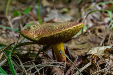 Xerocomellus chrysenteron mantarı kıtır sonbahar aylarında ağaçlık bir alanda dökülen yapraklar ve dallarla çevrili desenli başlığı ve sapıyla göze çarpar..